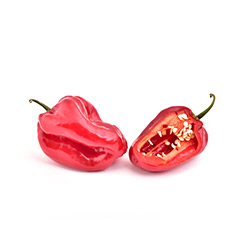 Habanero pepper